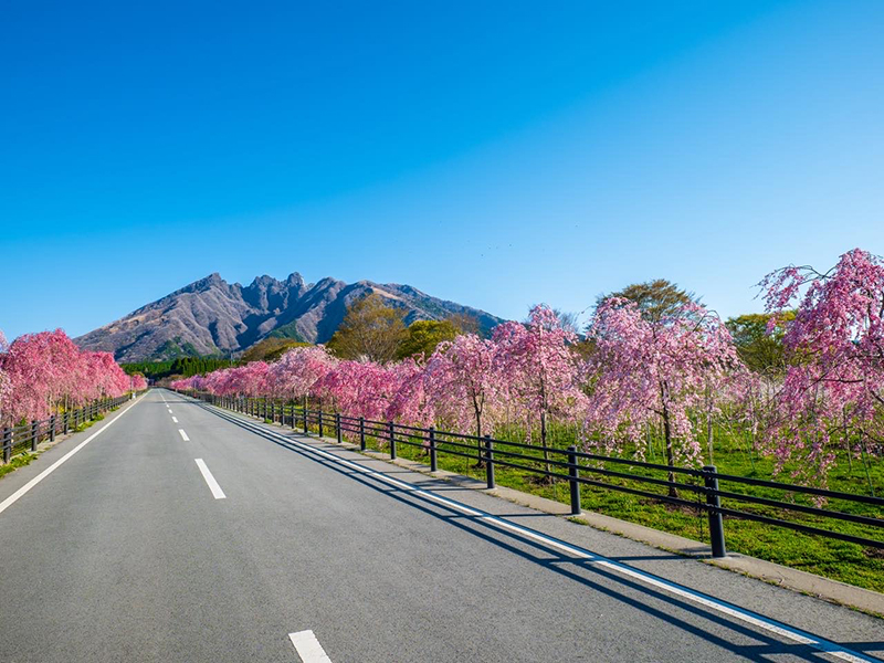 milk road