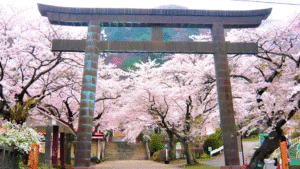 cherry blossoms