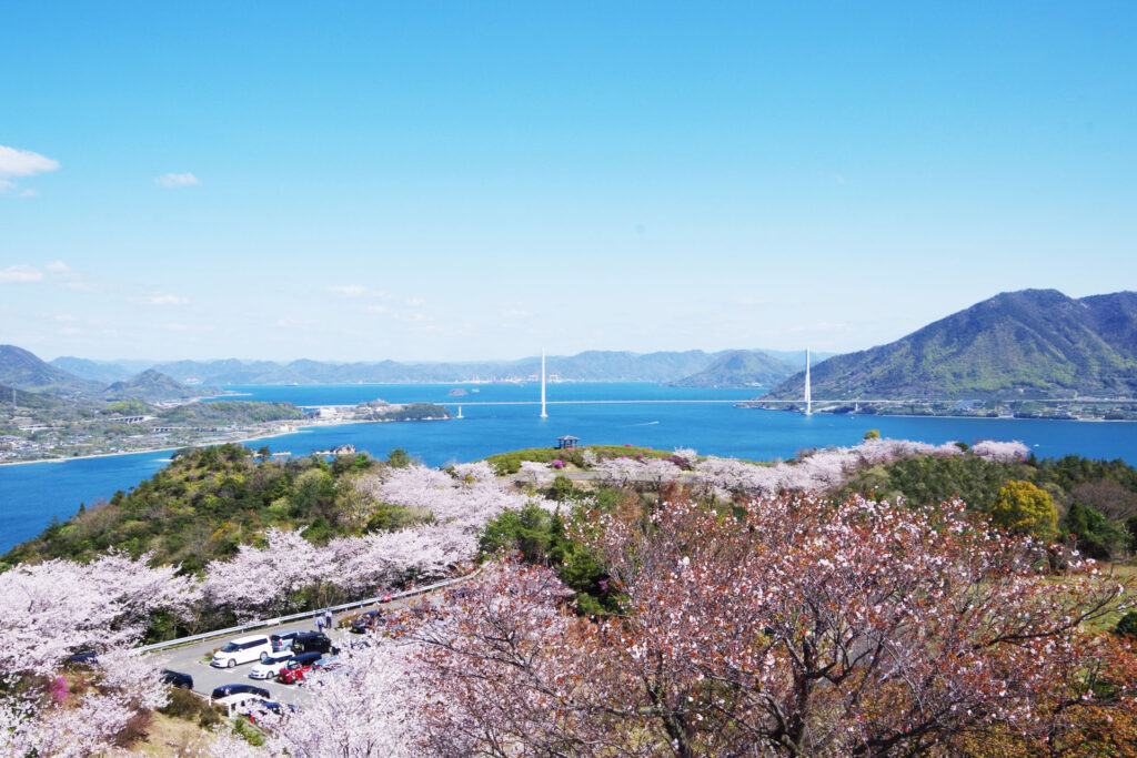 shimanami_sakura