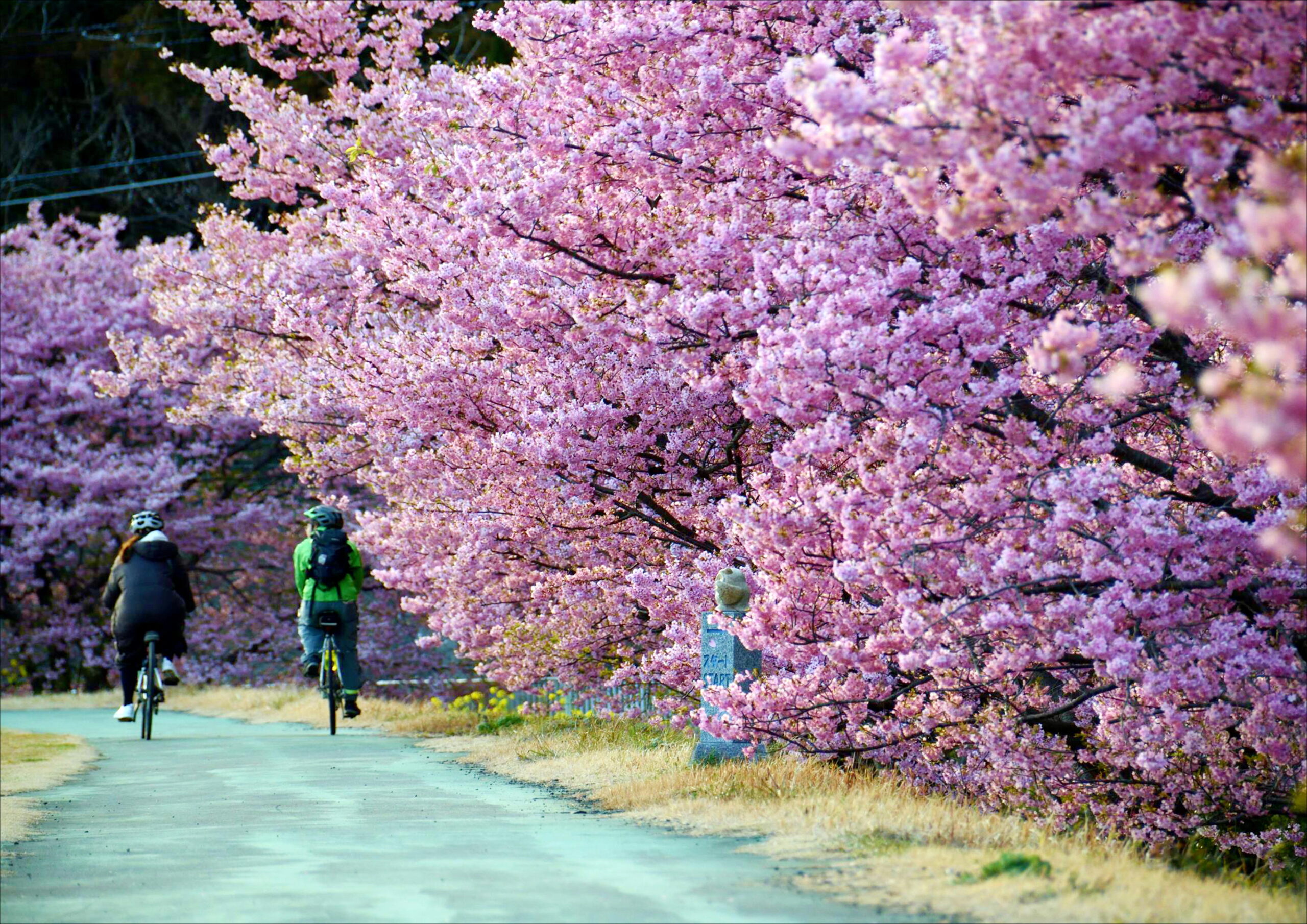 sakura ride